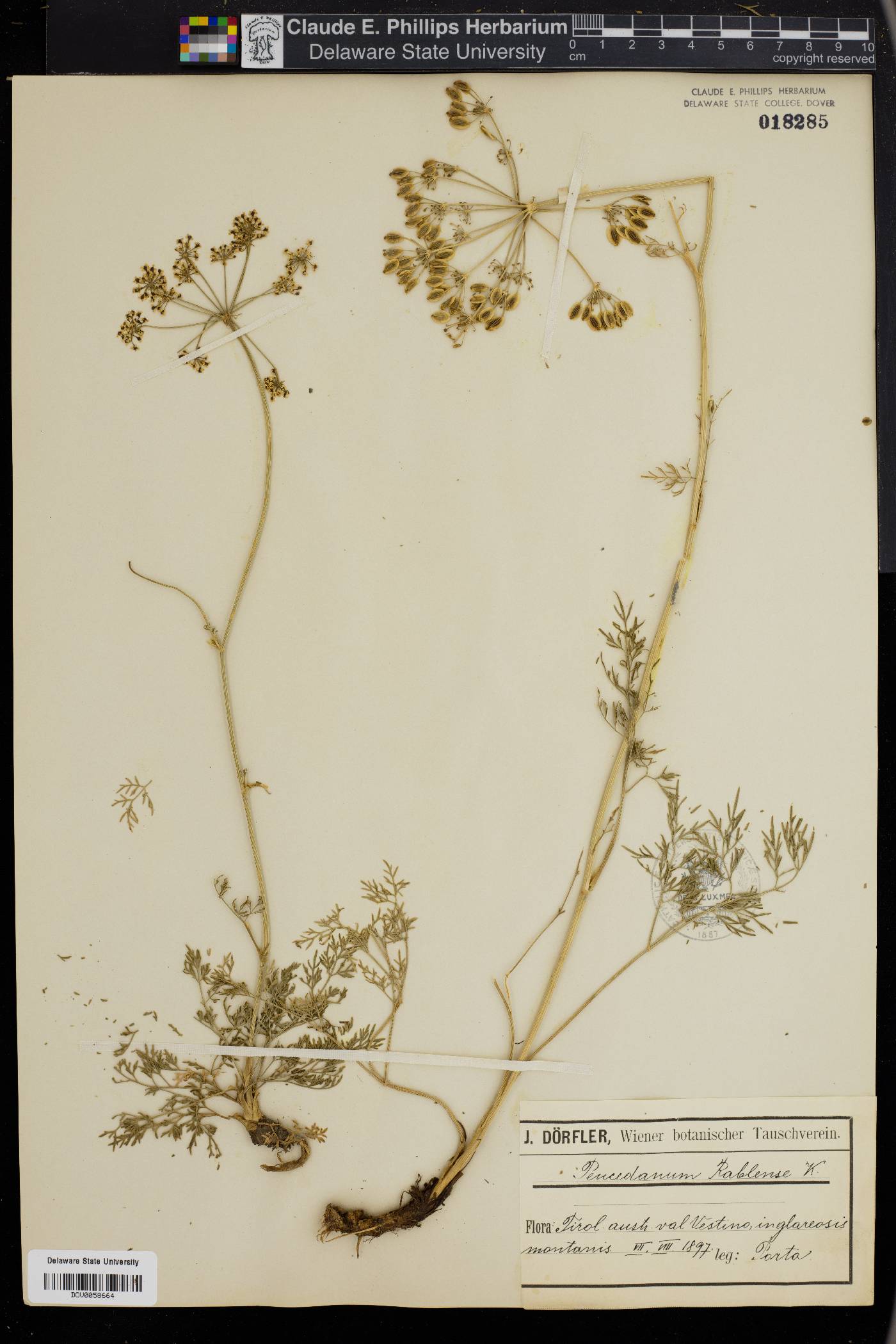 Peucedanum rablense image