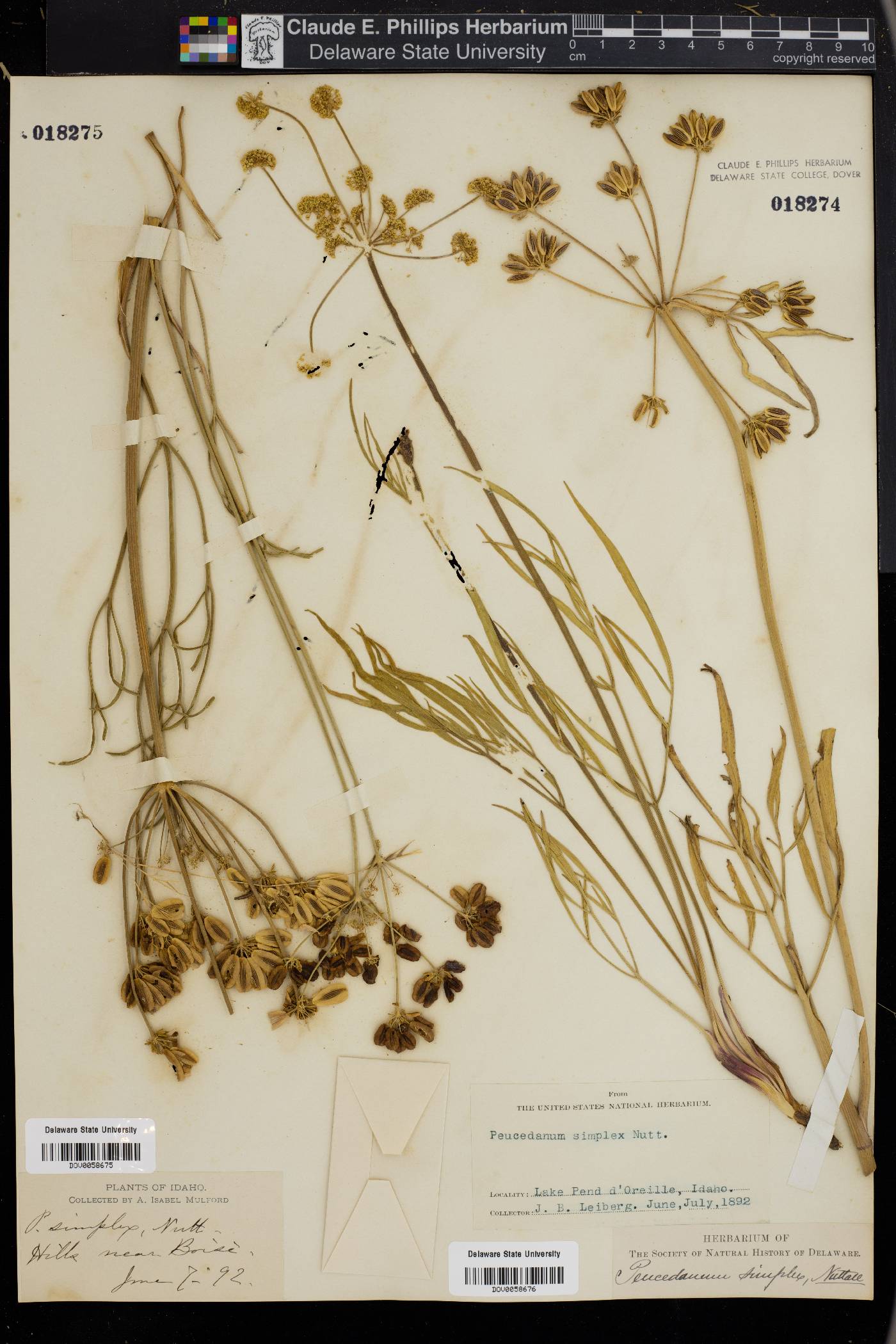 Lomatium simplex image