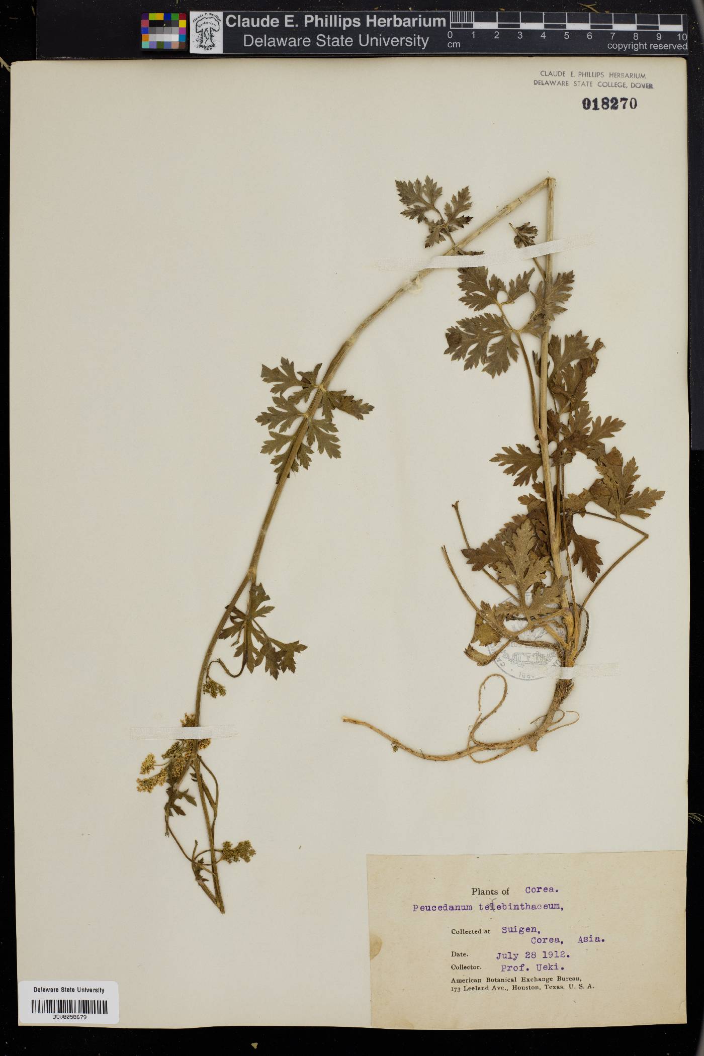 Peucedanum terebinthaceum image