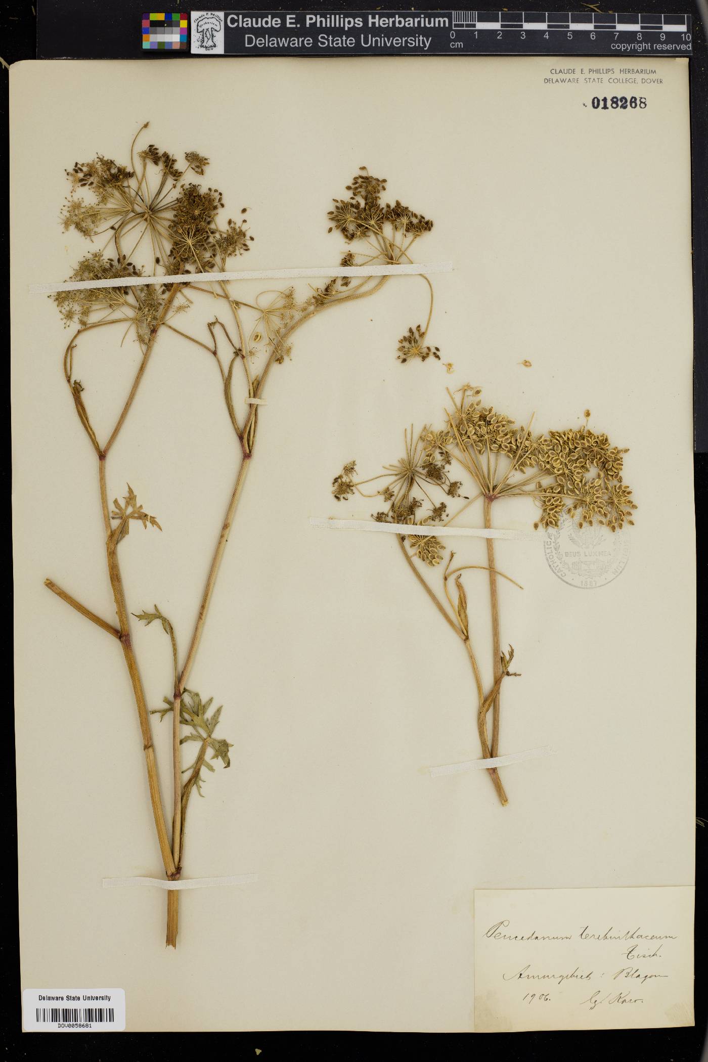 Peucedanum terebinthaceum image