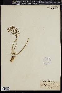 Peucedanum tomentosum image