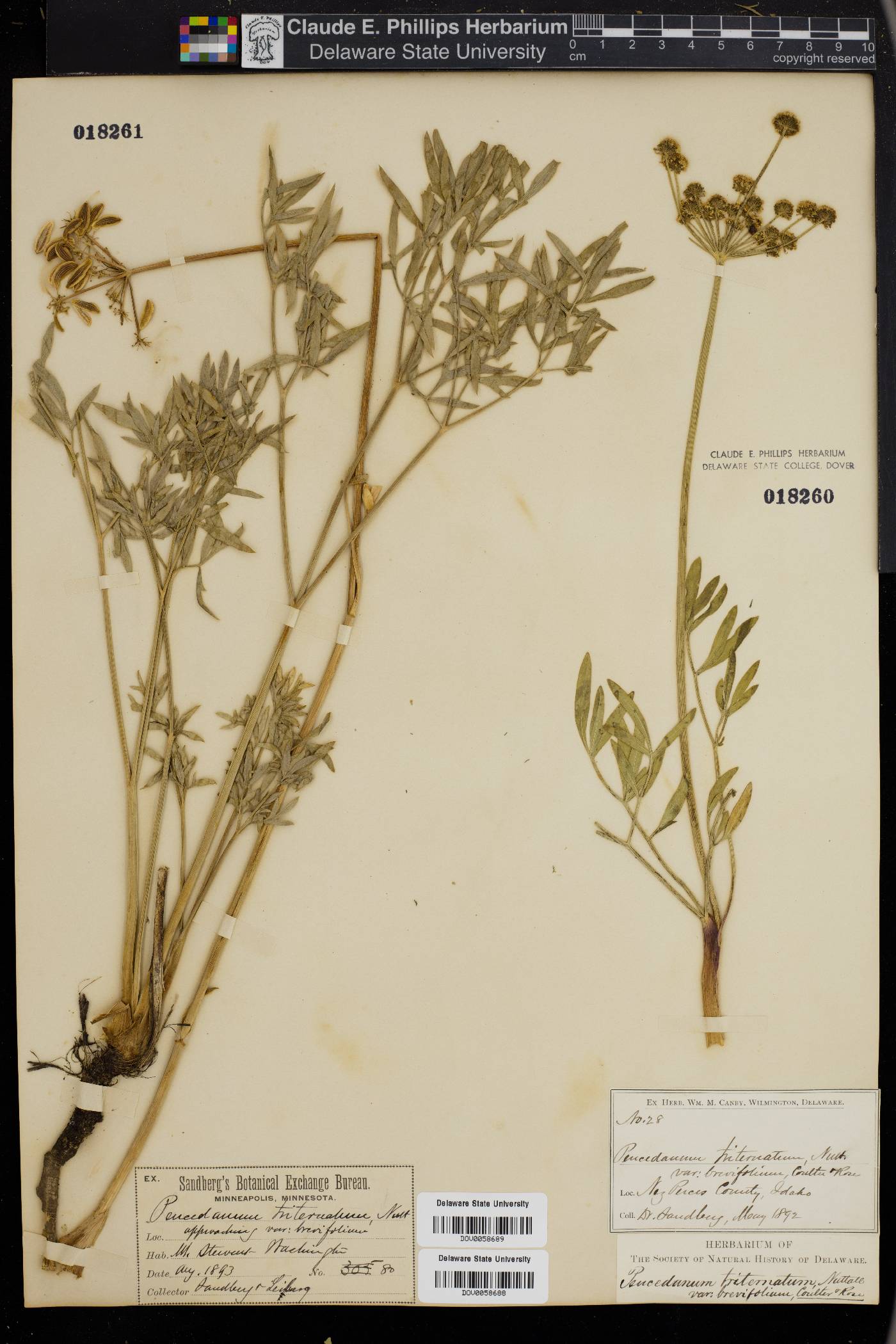 Peucedanum triternatum image