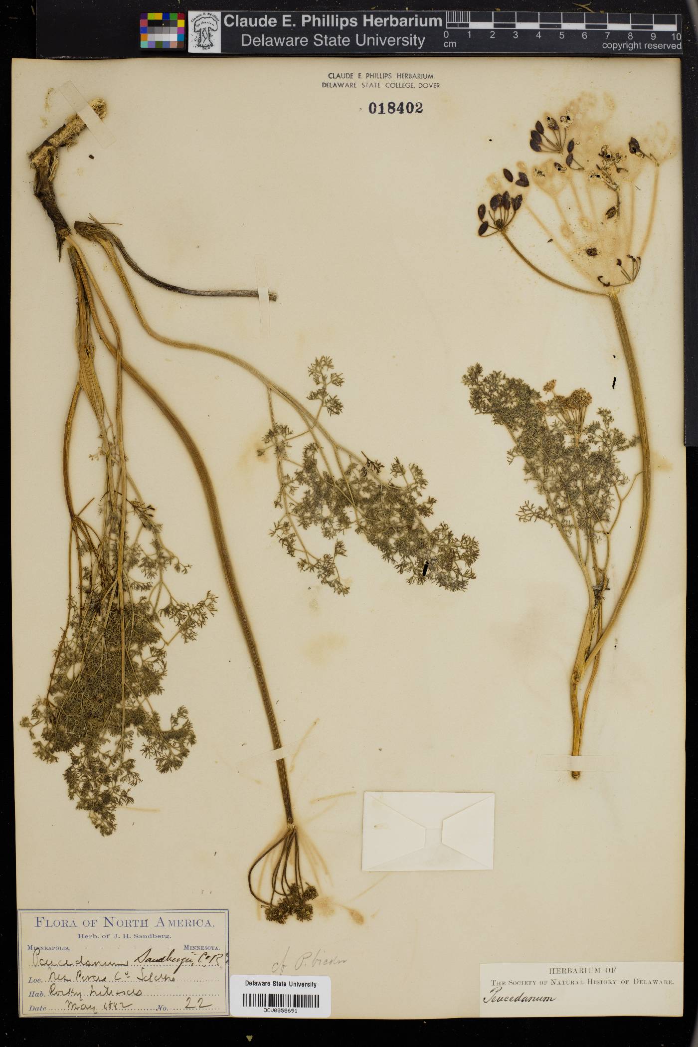 Peucedanum bicolor image