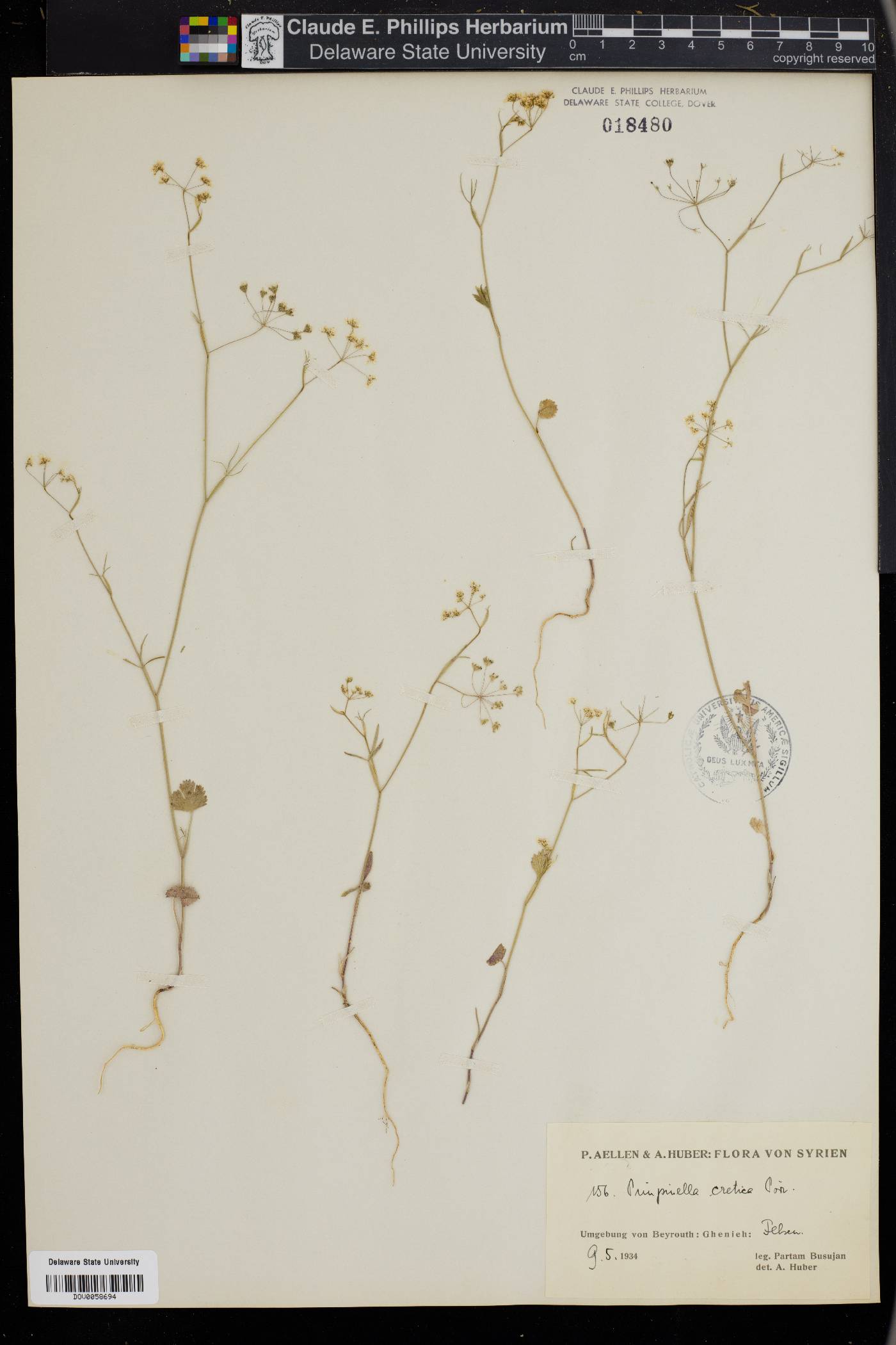 Pimpinella cretica image