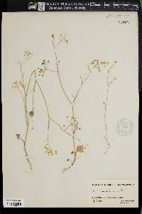 Pimpinella cretica image