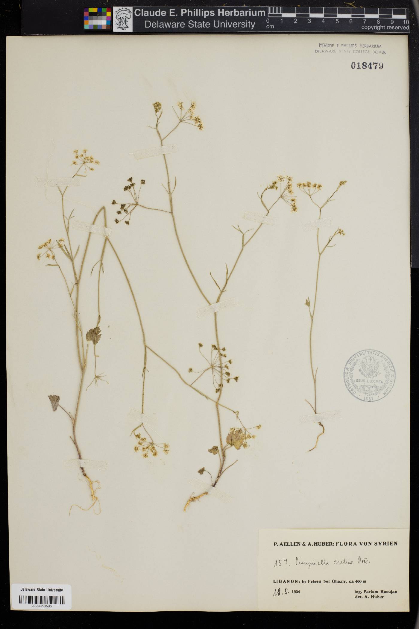 Pimpinella cretica image