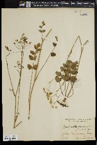 Pimpinella saxifraga image