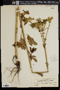 Pleurospermum austriacum image