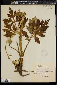 Pleurospermum austriacum image