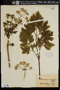 Pleurospermum austriacum image