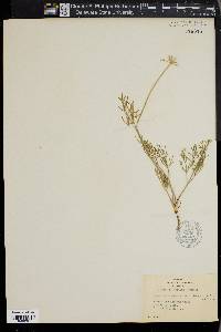 Pseudocymopterus anisatus image