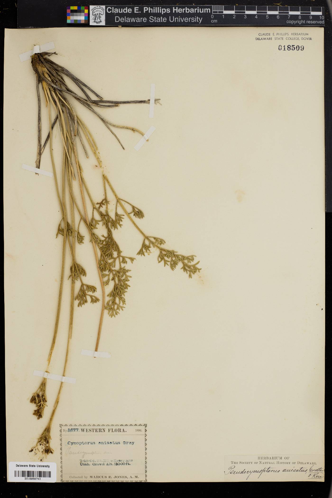 Pseudocymopterus anisatus image