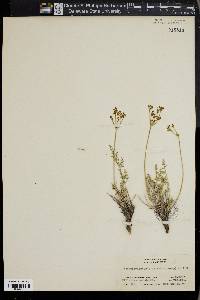 Pseudocymopterus anisatus image