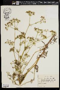 Ptilimnium capillaceum image