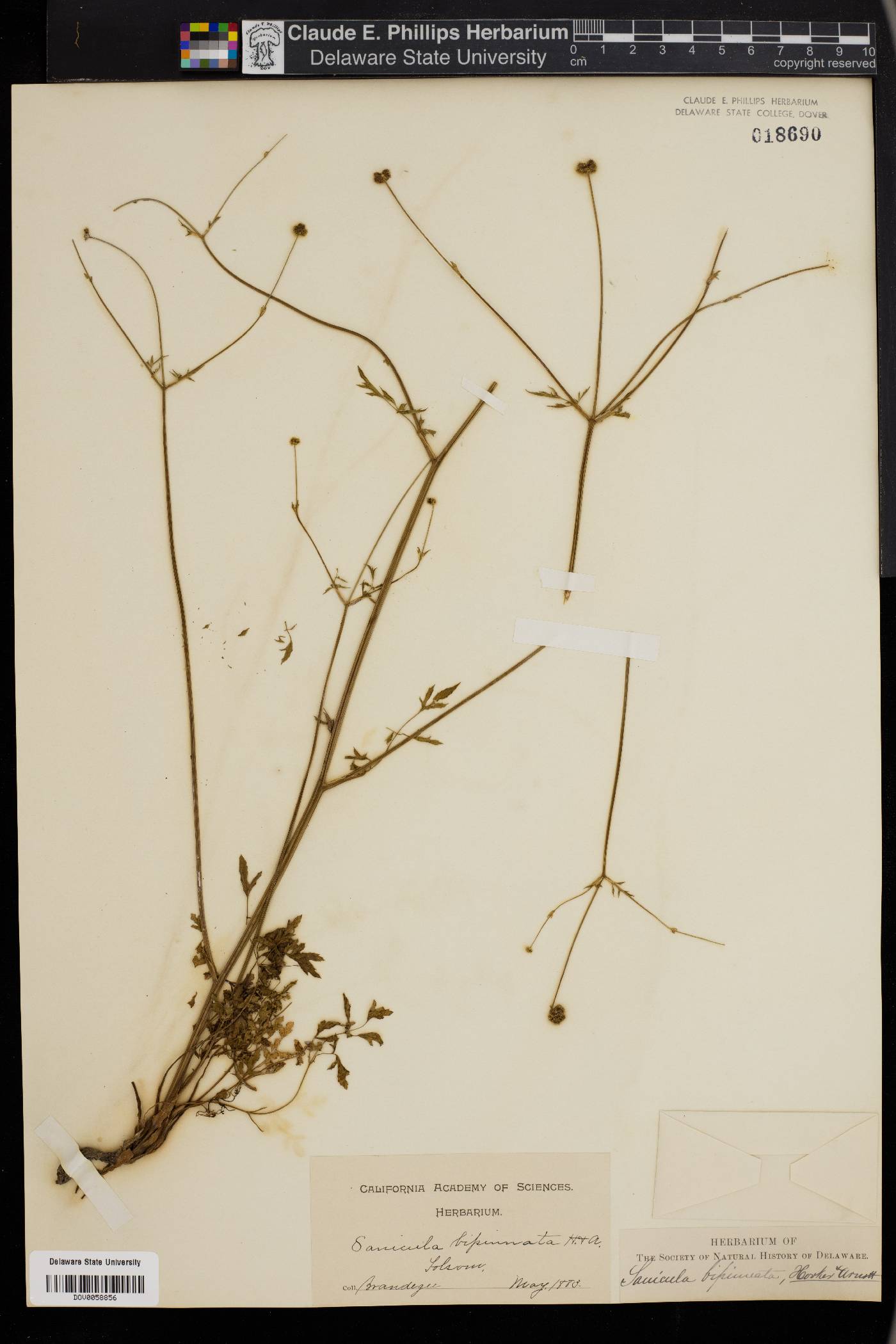 Sanicula bipinnata image