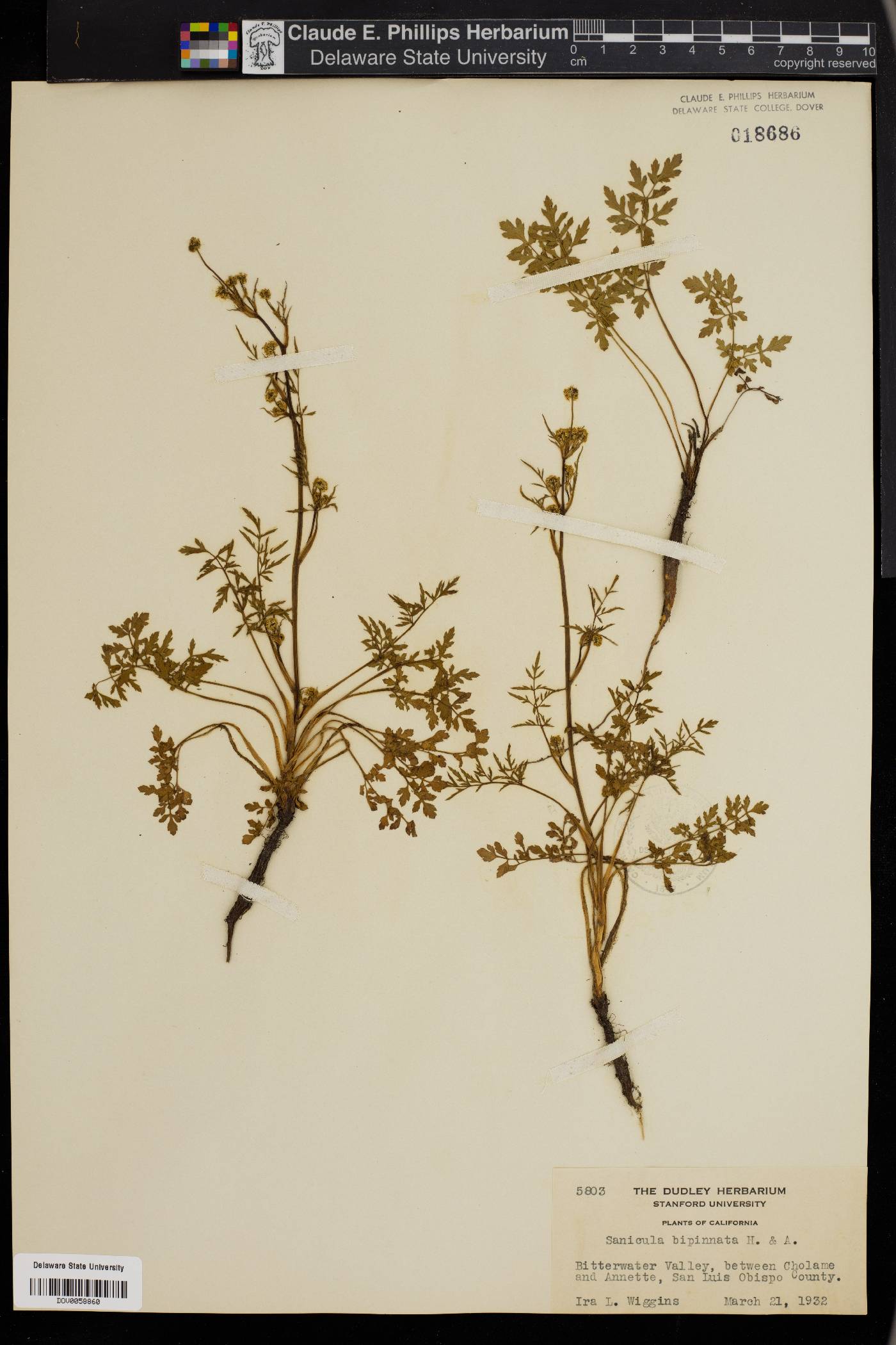 Sanicula bipinnata image