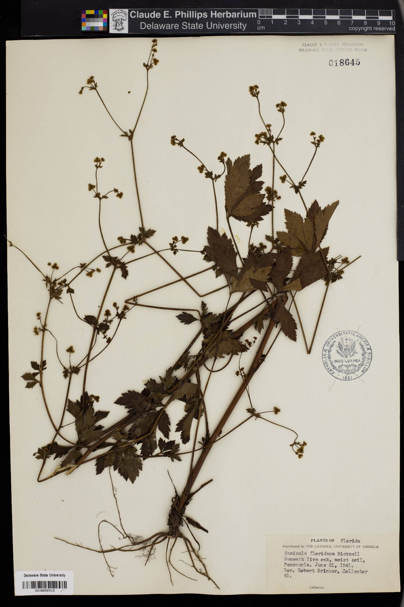 Sanicula floridana image