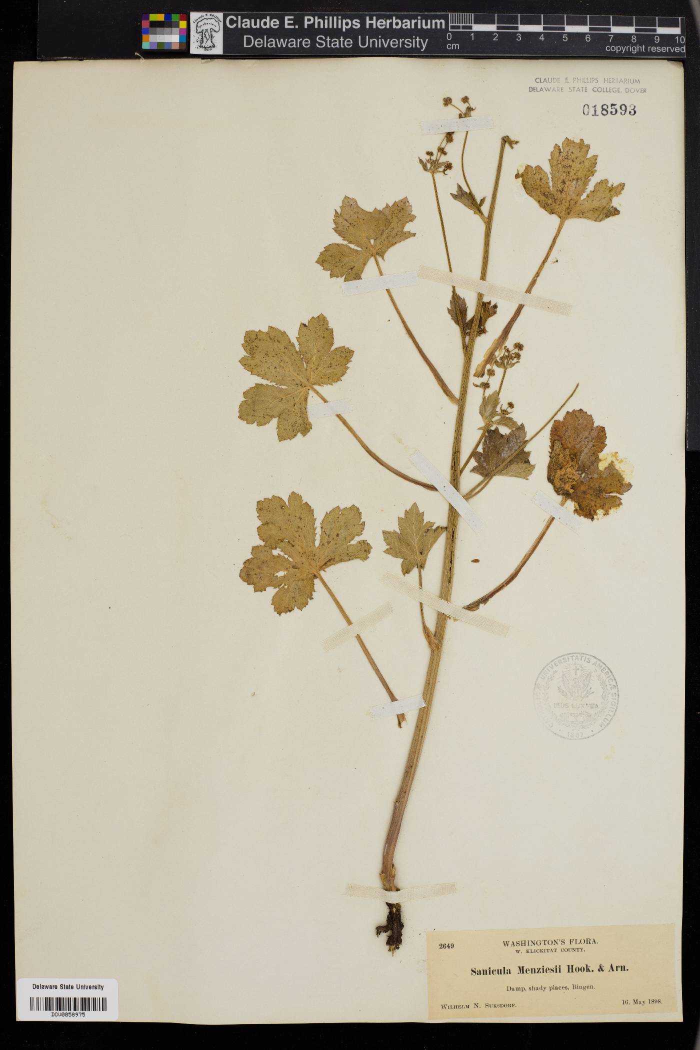 Sanicula menziesii image
