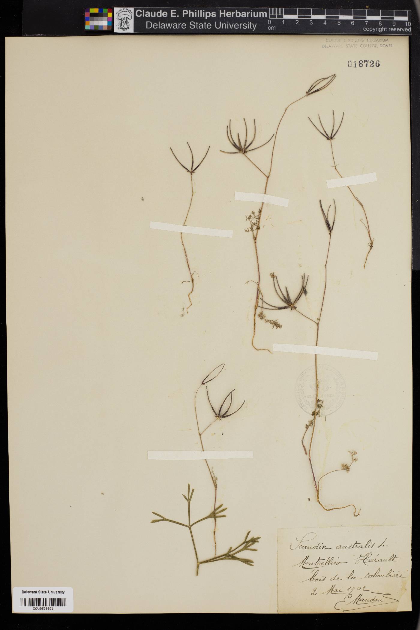 Scandix australis image