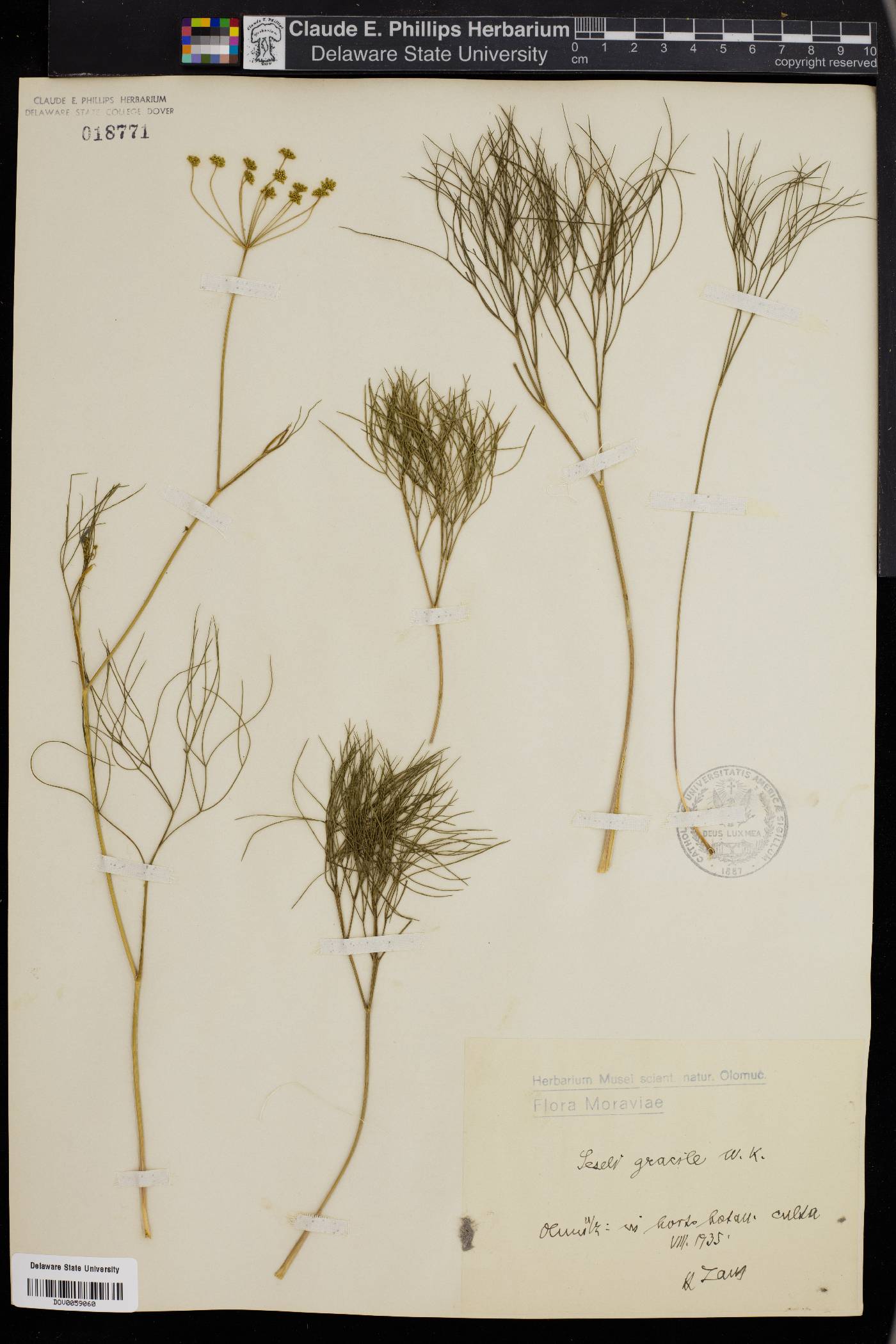 Seseli gracile image