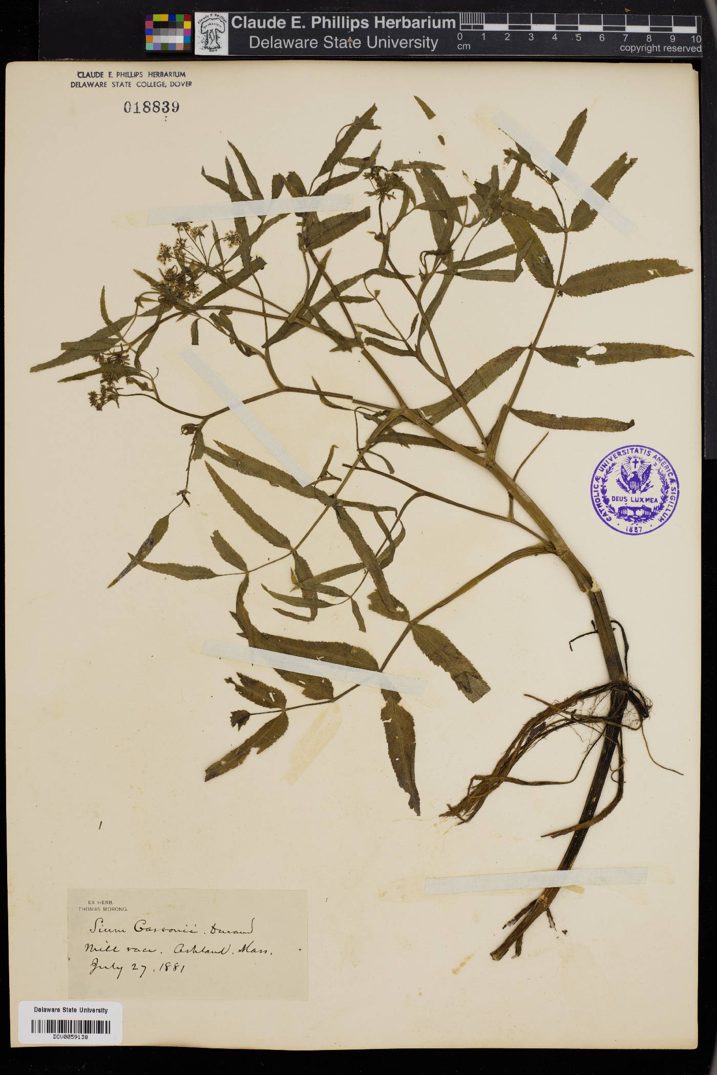 Sium carsonii image