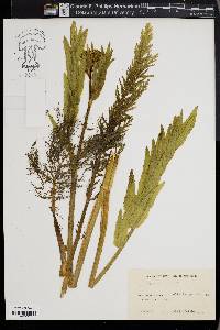 Sium latifolium image