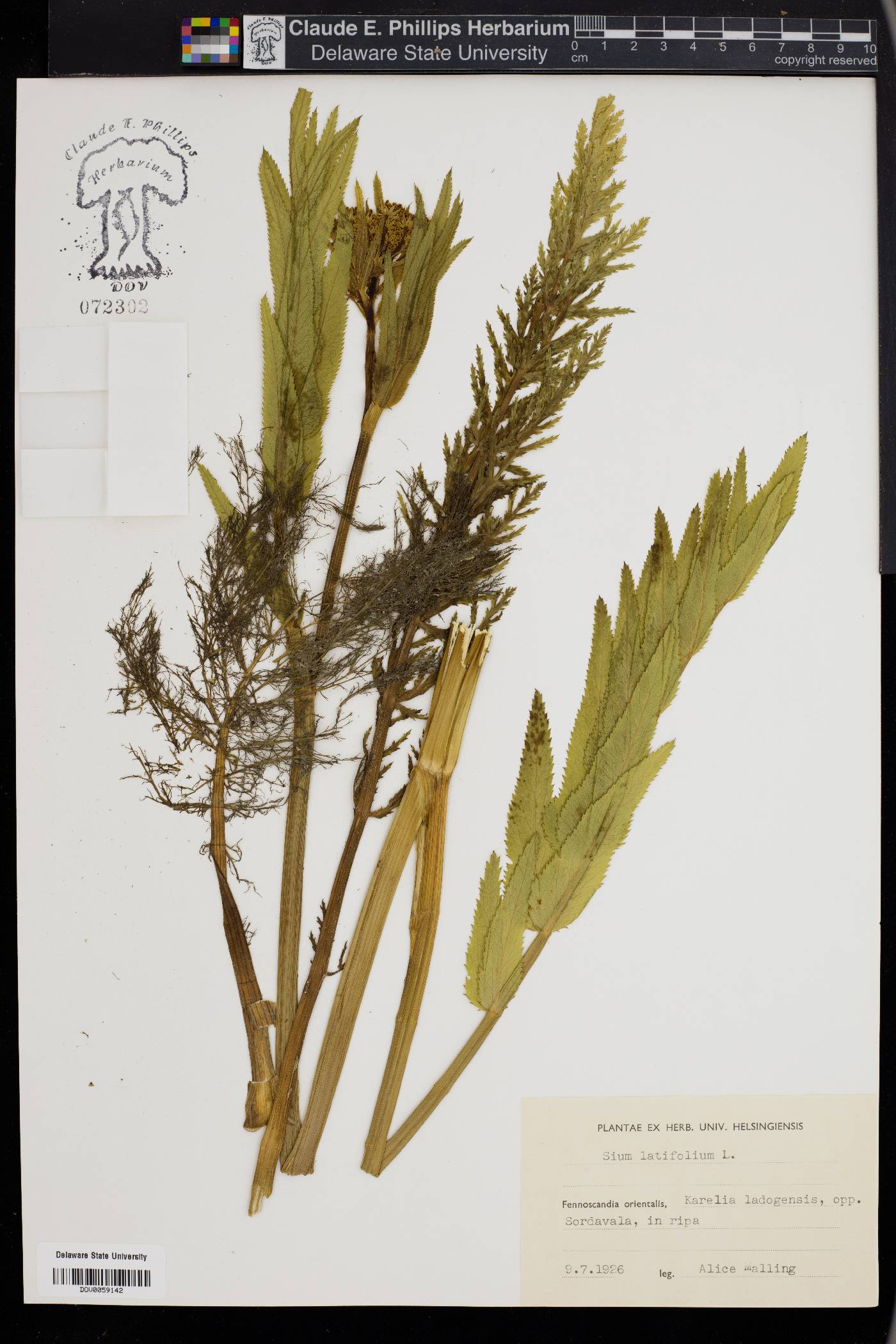 Sium latifolium image