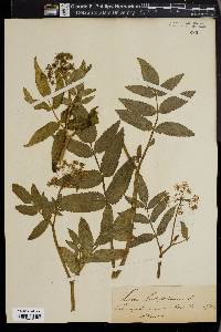 Sium latifolium image