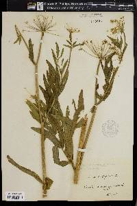 Sium latifolium image