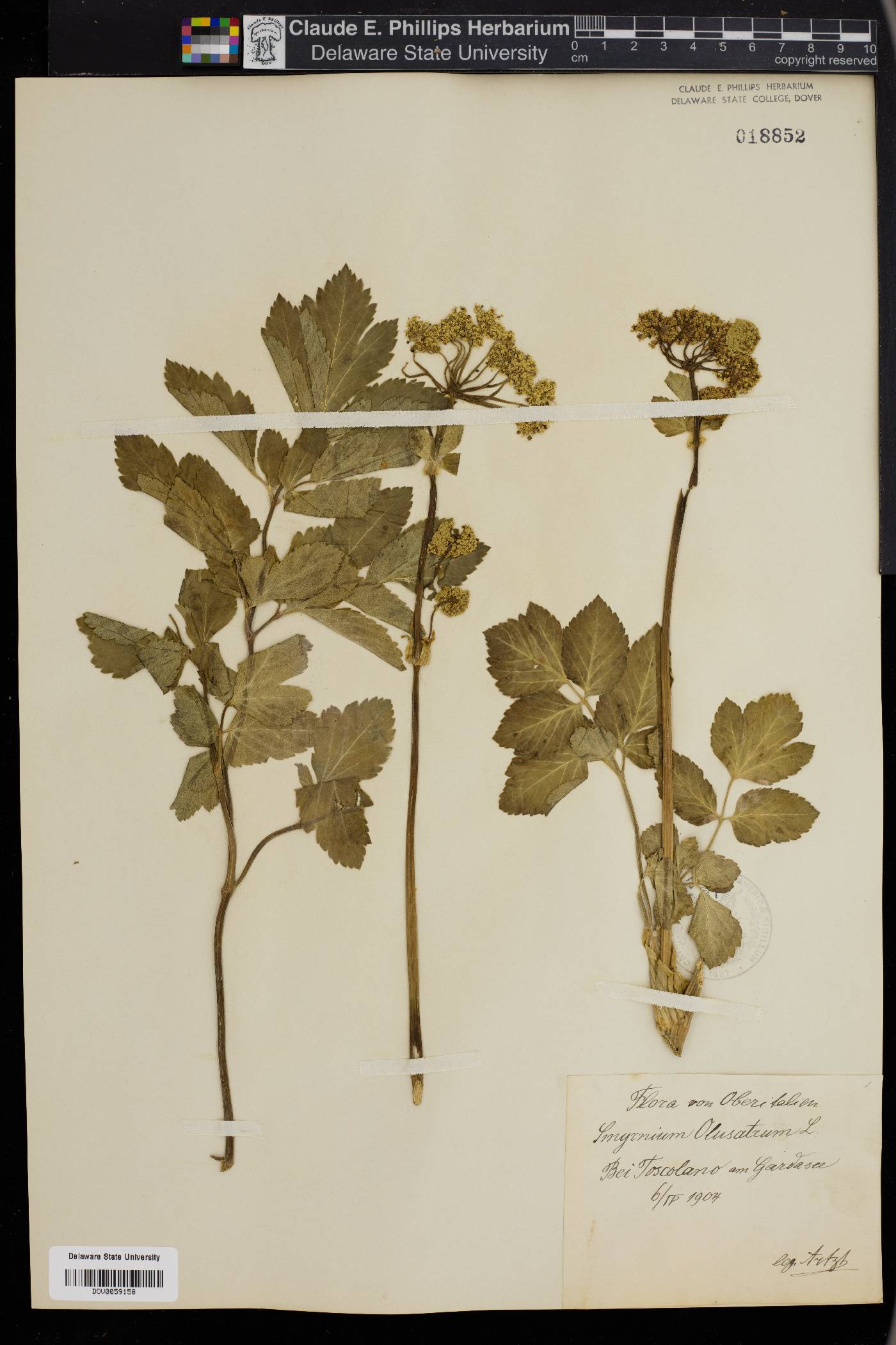 Smyrnium olusatrum image