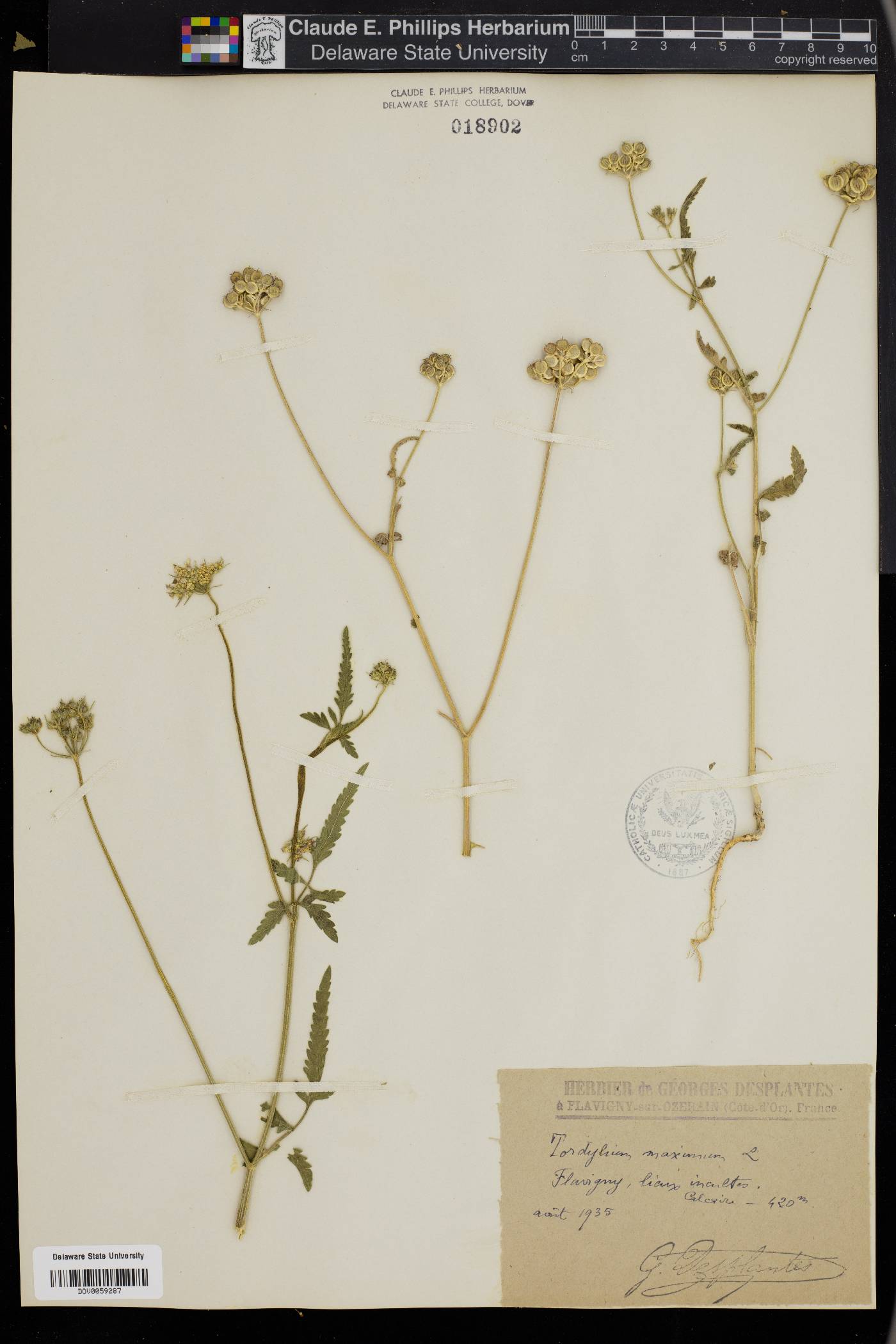 Tordylium image