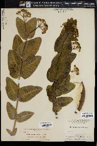 Asclepias amplexicaulis image