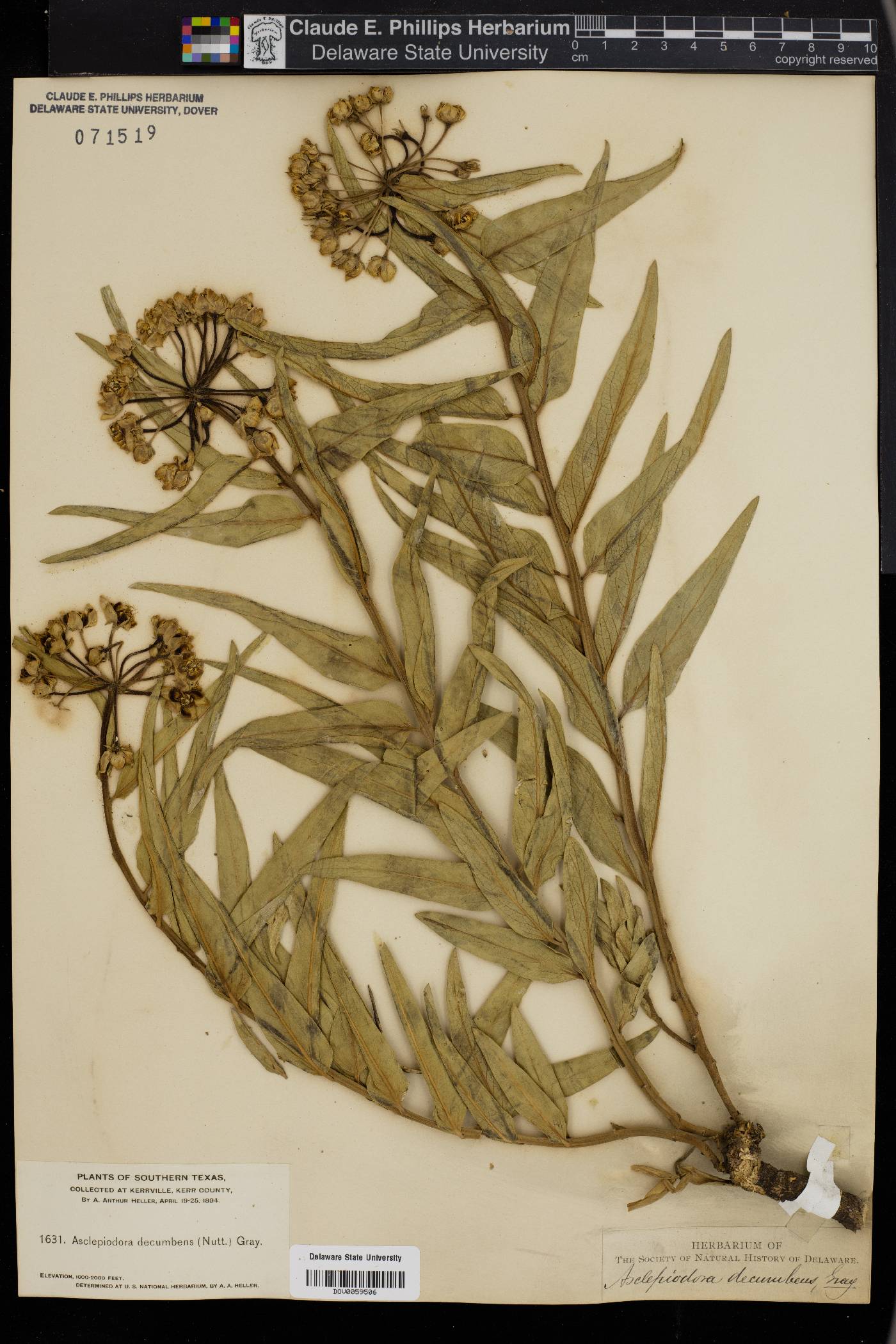 Asclepias asperula subsp. capricornu image