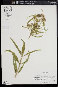 Asclepias fascicularis image