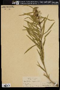 Asclepias longifolia image