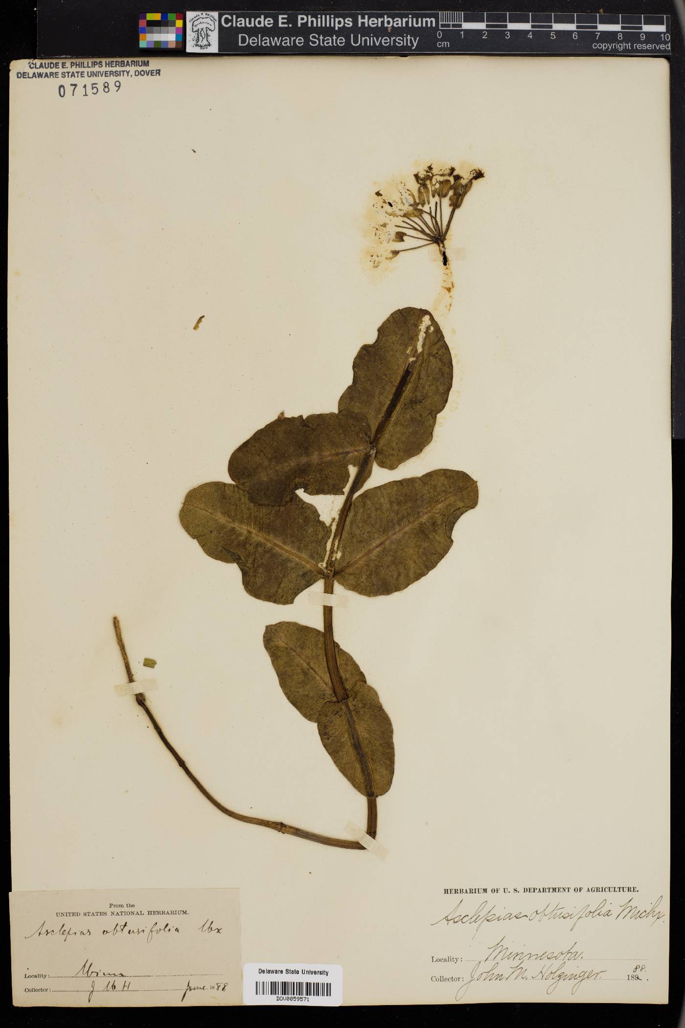 Asclepias consanguinea image