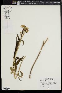 Asclepias perennis image