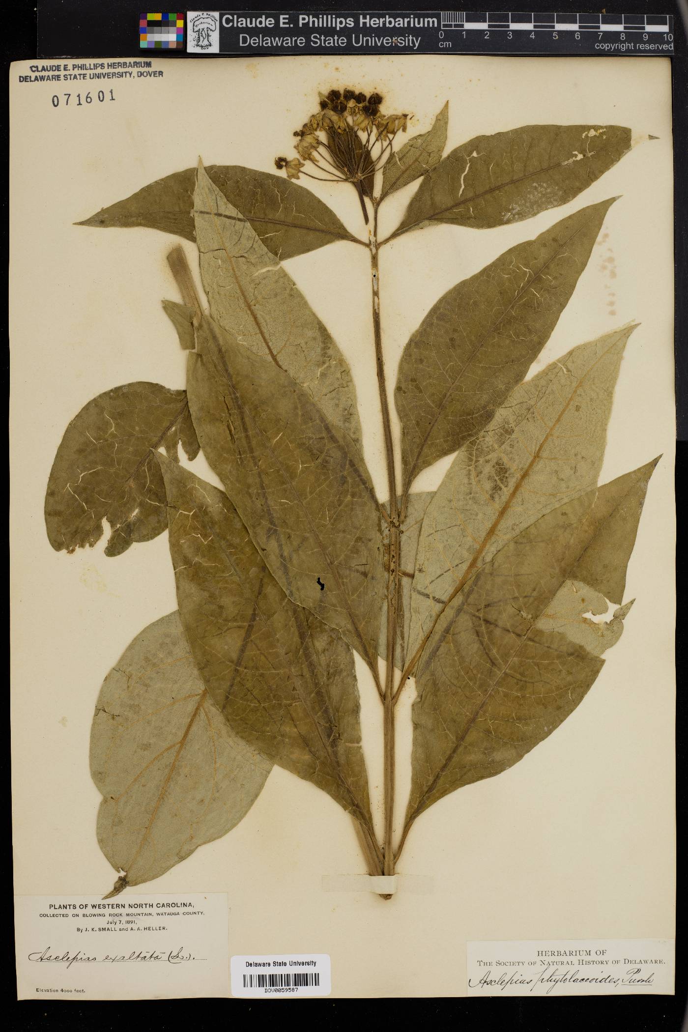 Asclepias phytolaccoides image