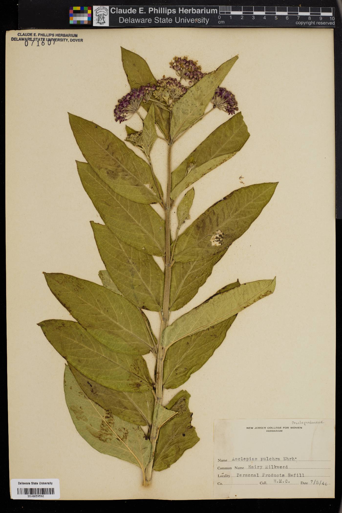 Asclepias pulchra image