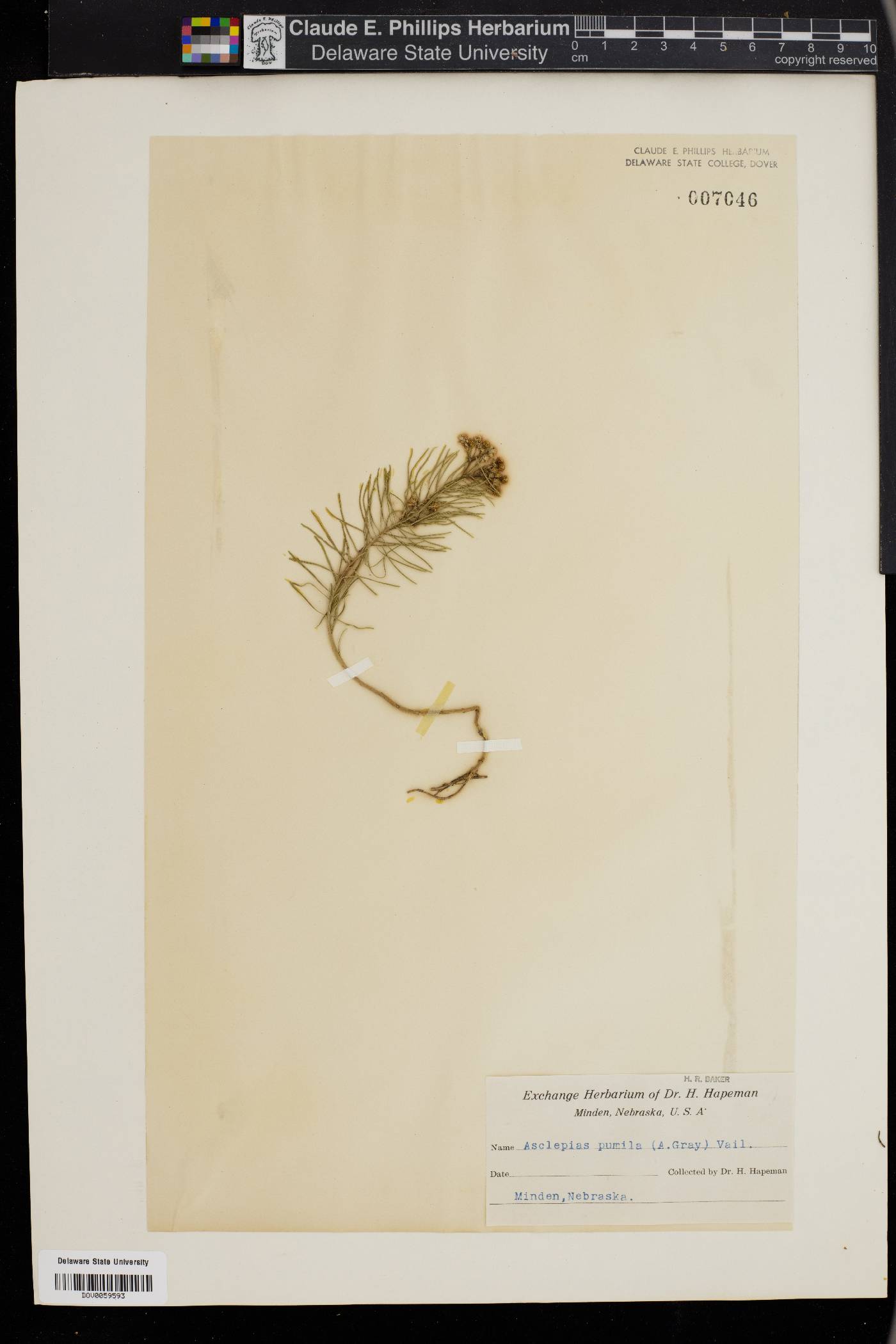 Asclepias pumila image