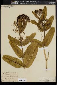 Asclepias sullivantii image