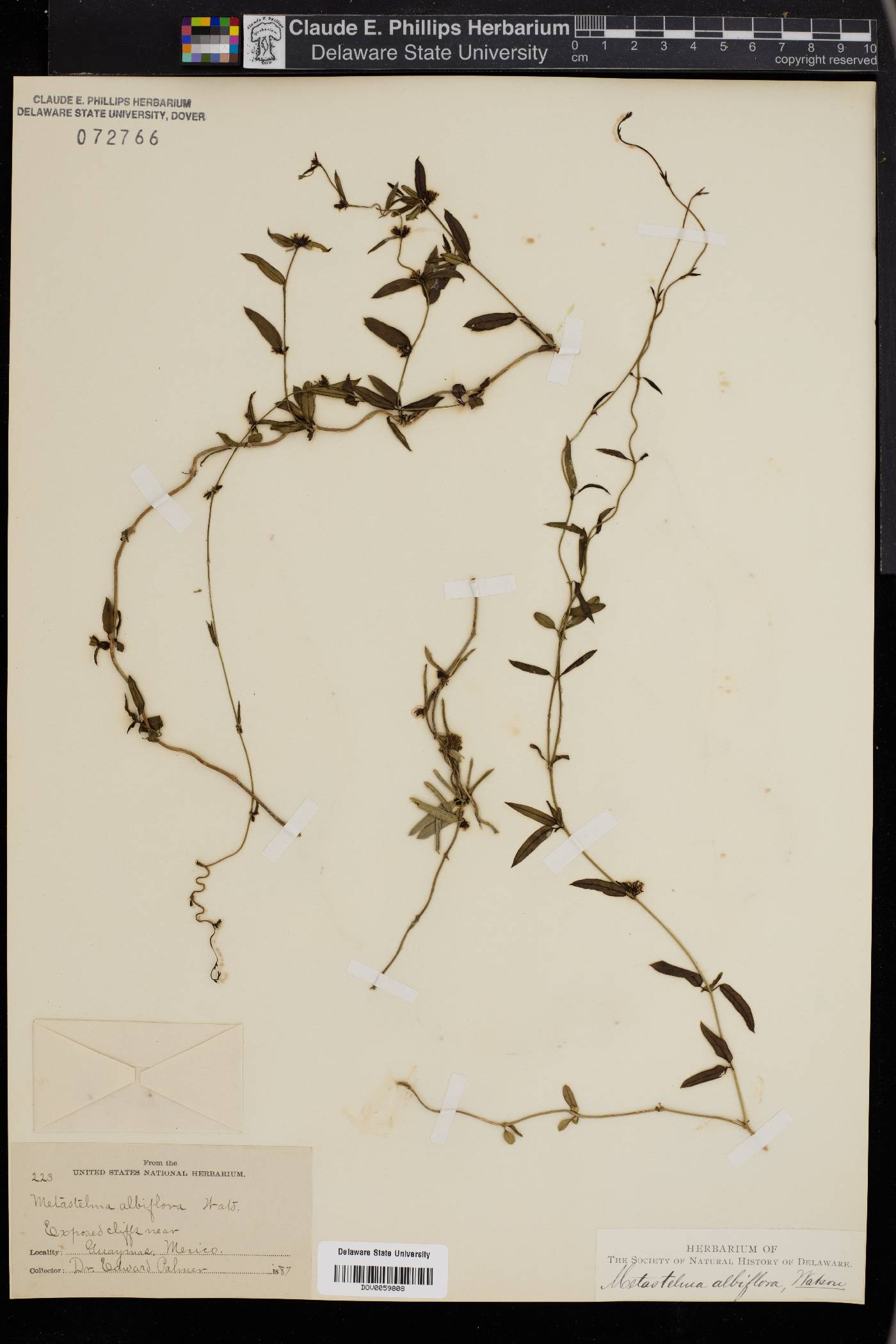 Metastelma albiflora image