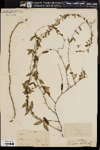 Metastelma latifolia image