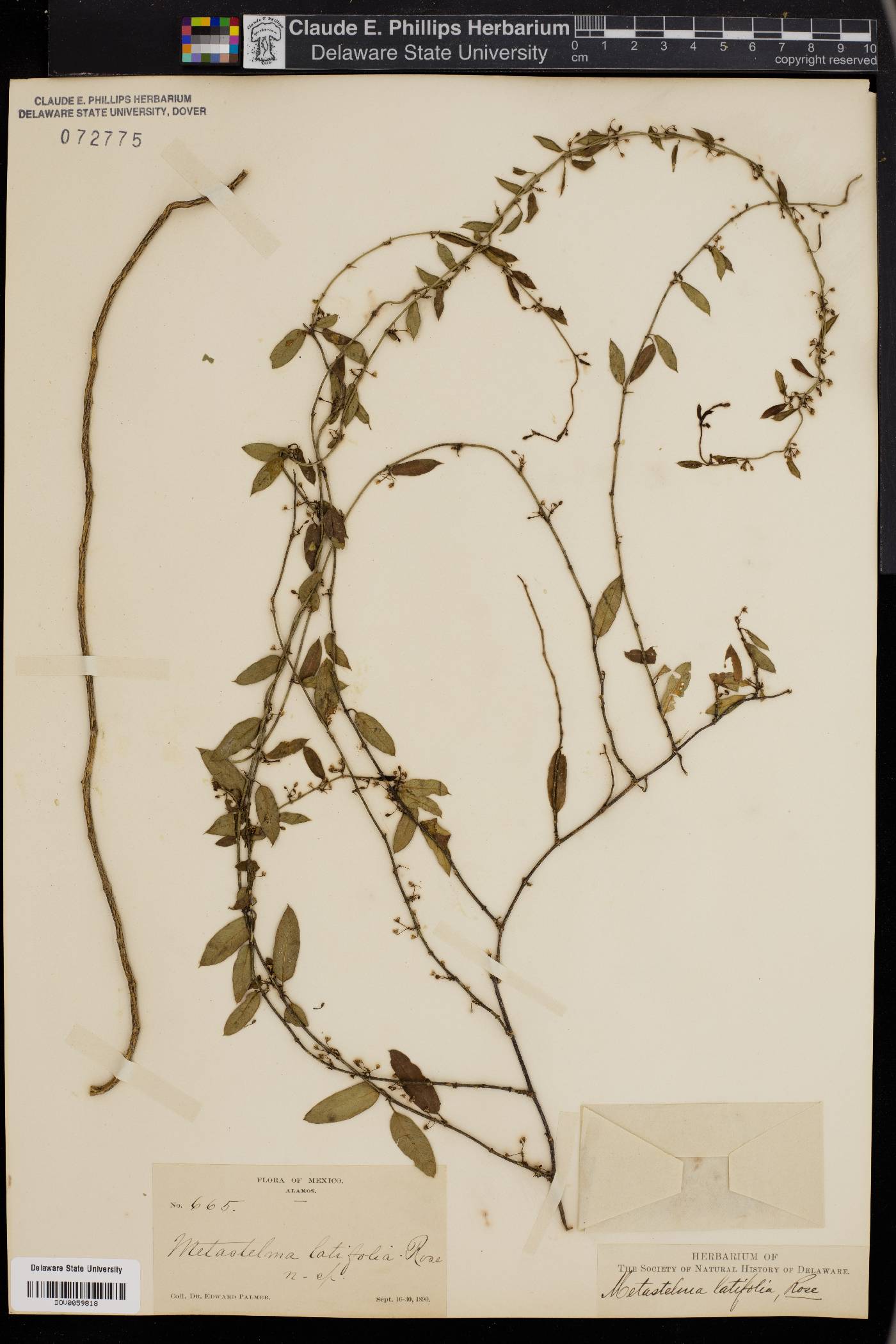 Metastelma latifolia image