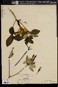 Tabernaemontana glabra image
