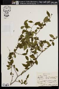 Ilex ambigua image