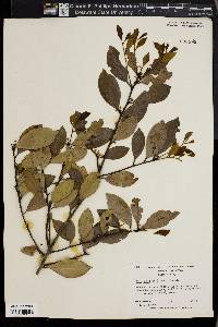 Ilex coriacea image