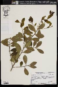 Ilex coriacea image