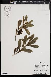 Ilex guianensis image
