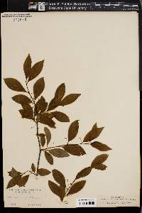 Ilex lanceolata image